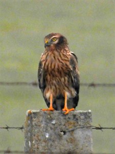 Montagu's Harrier - Circus pygargus © John Muddeman